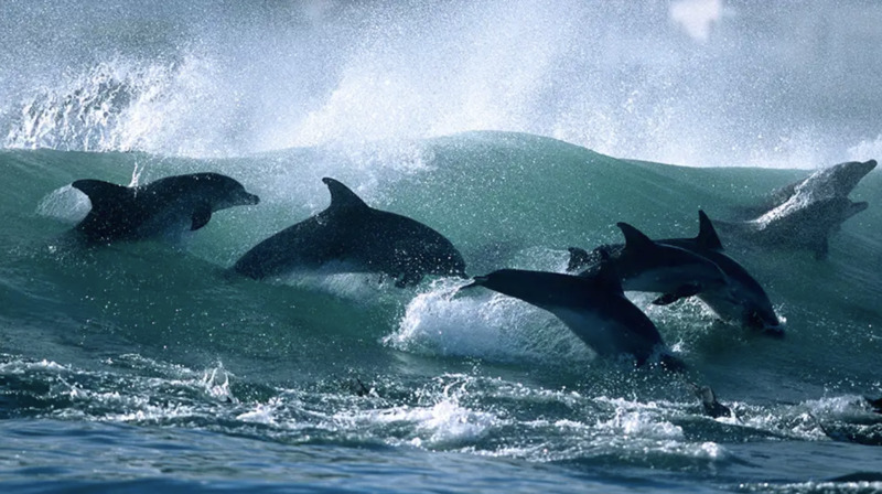 This image shows over six dolphins swimming through a crashing wave in the ocean. The dolphins are dark grey, contrasting with the blue color of the water. As they dance through the wave, the water splashes. 