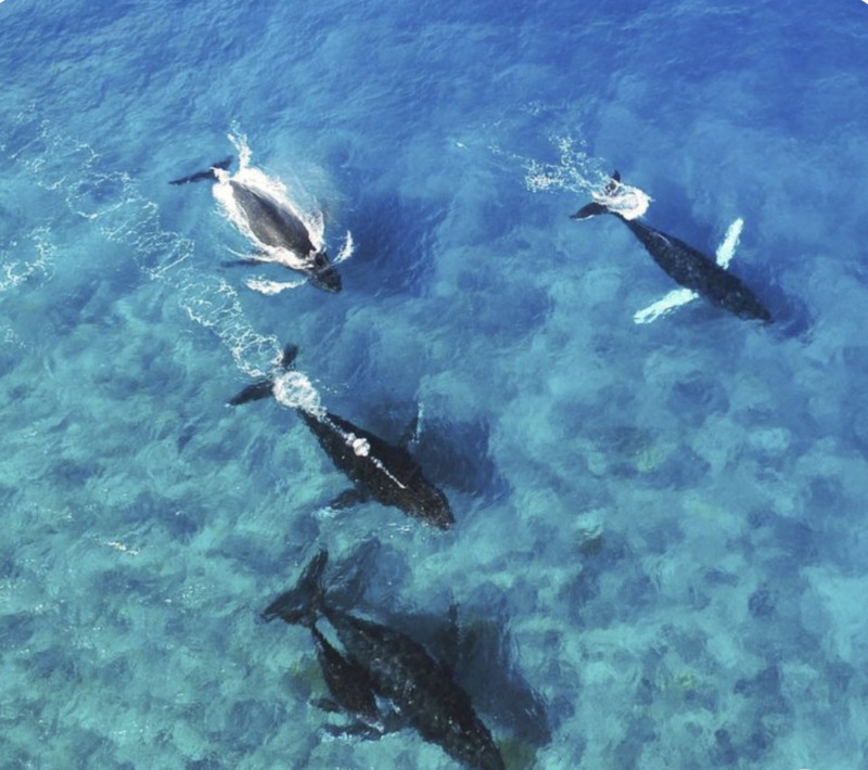 Swimming through crystal clear water are four dark grey humpback whales. This is an arial view of the whales as they come up for air as they swim. 