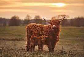 A Highland calf stands in front of an adult highland cow in a grassy field in sunset