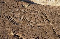 The image is of a petroglyph. It shows shapes and squiggled lines drawn into stone. The shapes resemble an octopus, with tentacles coming from the central body.