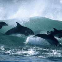 This image shows over six dolphins swimming through a crashing wave in the ocean. The dolphins are dark grey, contrasting with the blue color of the water. As they dance through the wave, the water splashes. 