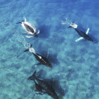 Swimming through crystal clear water are four dark grey humpback whales. This is an arial view of the whales as they come up for air as they swim. 