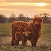 A Highland calf stands in front of an adult highland cow in a grassy field in sunset